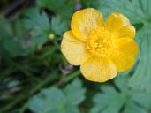 buttercup-flower-yellow-271957.jpg