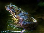 frog-animal-amphibian-pond-water-435916.jpg