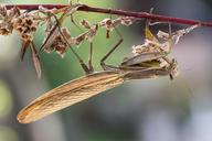 praying-mantis-insect-macro-nature-283266.jpg