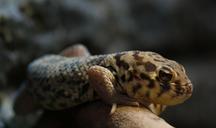 wonder-gecko-rough-scincus-reptile-218707.jpg