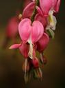 bleeding-hearts-105640.jpg