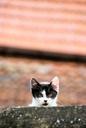 kitten-cat-animals-288549.jpg