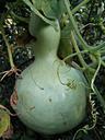 pumpkin-green-macro-nature-fruit-516322.jpg