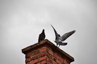 chimney-pigeon-birds-fly-bird-708448.jpg