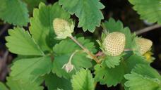 strawberry-berry-raw-green-140717.jpg