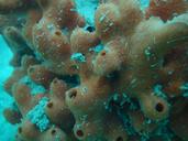 coral-reef-anemona-diving-1528157.jpg