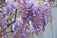 wisteria-blue-rain-flowers-climber-772957.jpg