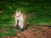 mono-primate-animal-640697.jpg