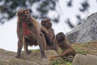 dschelada-monkey-primate-fear-1300941.jpg