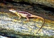 lizard-animal-nature-614972.jpg