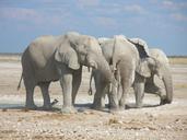 Elephants at Etosha National Park01.JPG