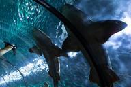 shark-hai-fish-tunnel-underwater-473014.jpg