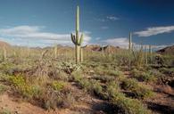 Saguaro_np.jpg