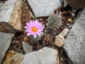 flower-desert-cactus-pink-rock-1346598.jpg