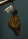 monarch-butterfly-cocoon-insect-1518058.jpg