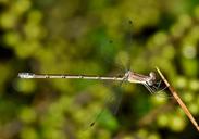 damselfly-insect-insectoid-winged-1615397.jpg