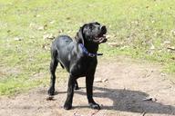 dog-retriever-animal-black-puppy-641125.jpg