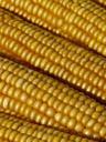 corn-corn-on-the-cob-corn-kernels-61768.jpg