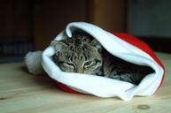 hat-christmas-cat-animal-cat-eyes-1091575.jpg