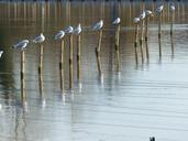 seagulls-water-posts-gull-1058187.jpg