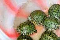 turtles-reptile-tortoise-shell-1028555.jpg