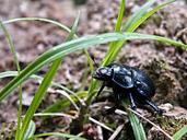 beetle-macro-black-dung-beetles-112196.jpg