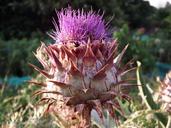 artichoke-flower-orchard-1548548.jpg