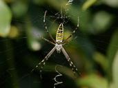 spider-wasp-spider-zebraspinne-60623.jpg