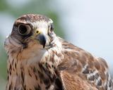 raptor-falco-bird-laying-predator-1450765.jpg