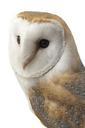 barn-owl-bird-animal-wild-beak-316416.jpg