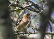 robin-bird-nature-wildlife-animal-953315.jpg