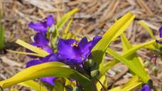 purple-flower-purple-flower-nature-1447373.jpg