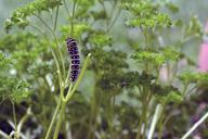 monarch-butterfly-caterpillar-784798.jpg