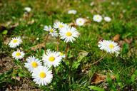 daisy-flower-blossom-bloom-white-324079.jpg