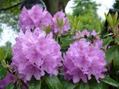 rhododendron-lilac-flowers-944340.jpg