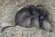 dschelada-primate-monkey-group-cold-1145044.jpg