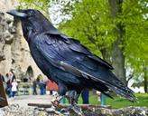 raven-bird-black-animal-macro-70951.jpg