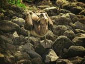 pelican-seabird-fauna-galapagos-298408.jpg