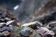 rocks-rocky-plant-rock-slide-cliff-615752.jpg