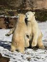 polar-bear-play-fight-predator-1175478.jpg