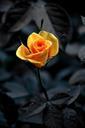 yellow-roses-summer-nature-close-up-849354.jpg