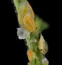 citrus_psyllid,_u,_lavae3,_ft_detrick_2014-05-01-10.30.17_ZS_PMax.jpg