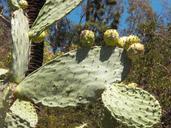 cactus-plant-desert-flower-botany-420595.jpg