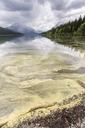 Pollen_on_Bowman_Lake_Portrait.jpg