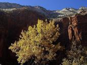 Tree in Zion park.jpg