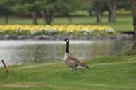 mallard-duck-nature-water-lake-648289.jpg