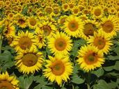 sunflowers-nature-summer-468905.jpg