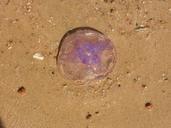 jellyfish-marine-life-beach-purple-219005.jpg