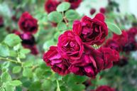 red-roses-bush-flowers-plants-640856.jpg