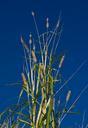 grass-tall-giant-green-growth-623622.jpg